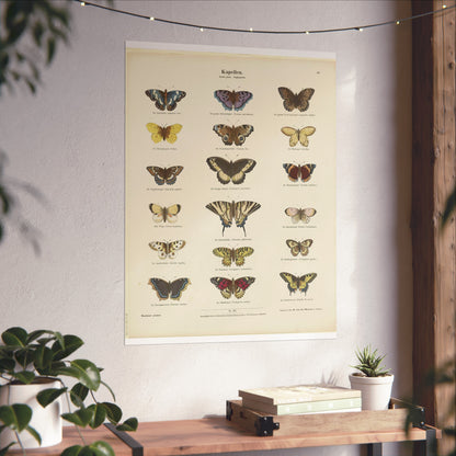 Butterflies