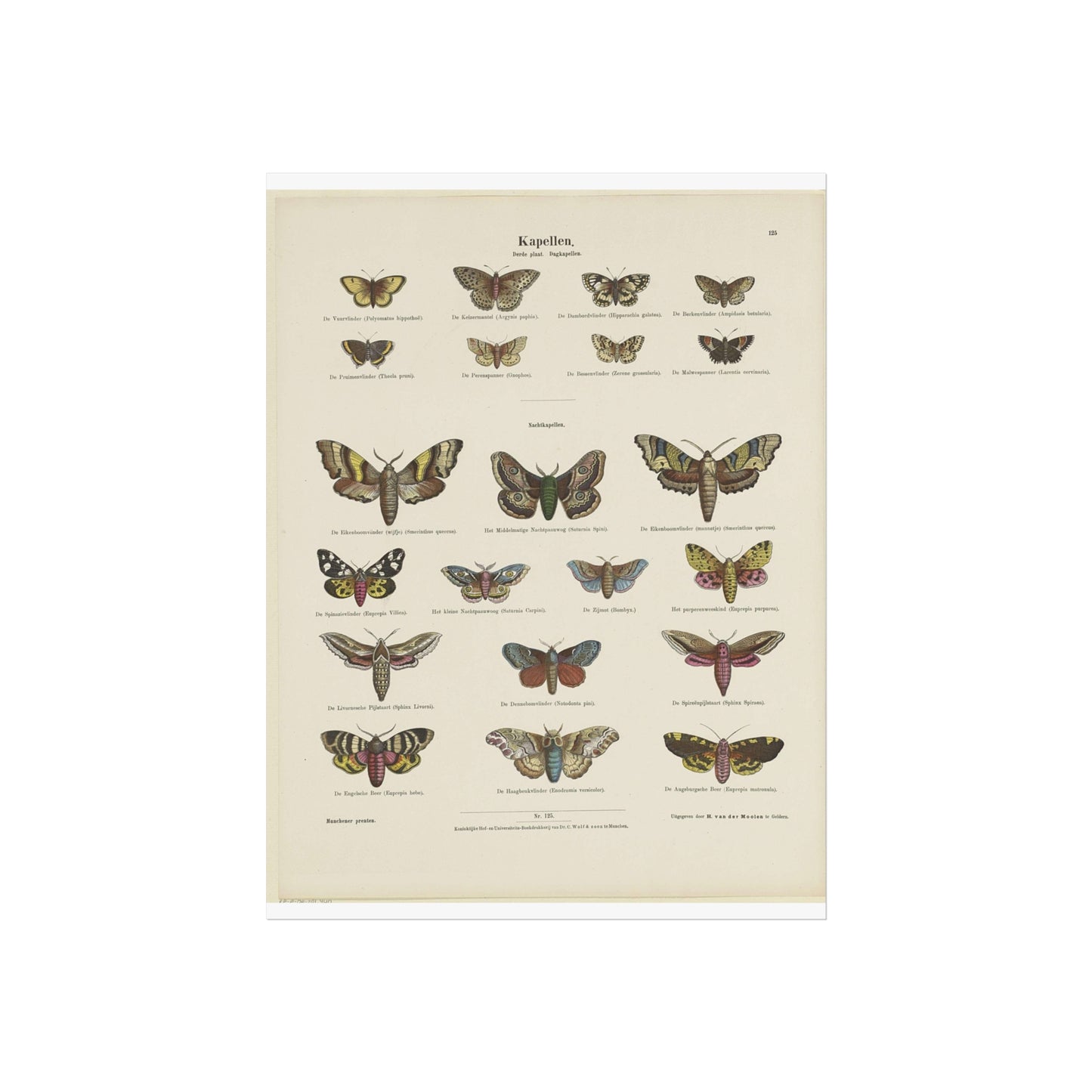 Butterflies / Third Plate. Day Butterflies / Night Butterflies