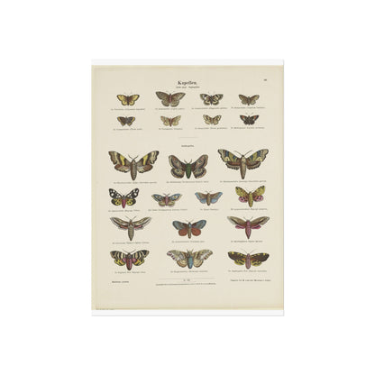 Butterflies / Third Plate. Day Butterflies / Night Butterflies