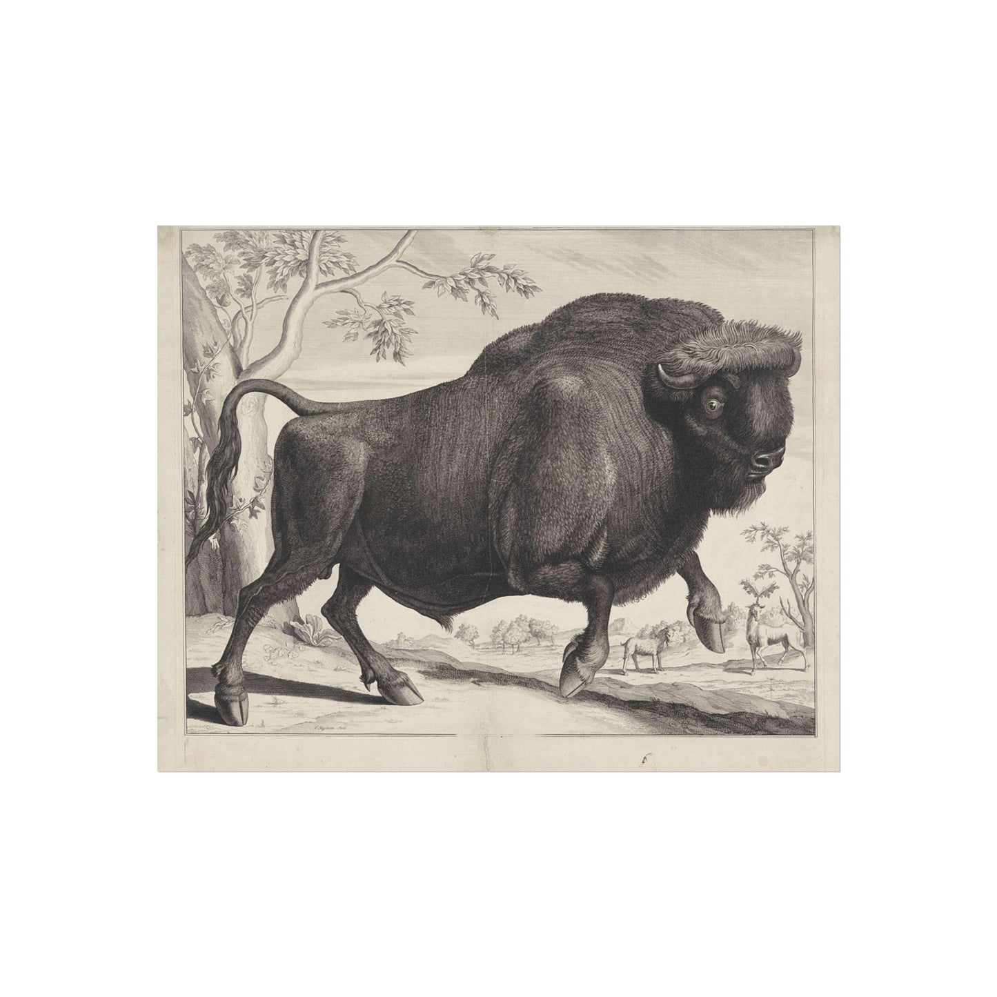 Bison