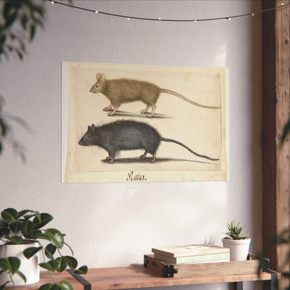 Mouse and Rat