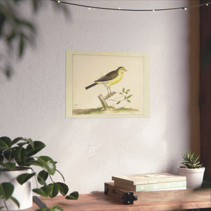 Wild Canary from the Canary Islands in Prince Maurits' Aviary