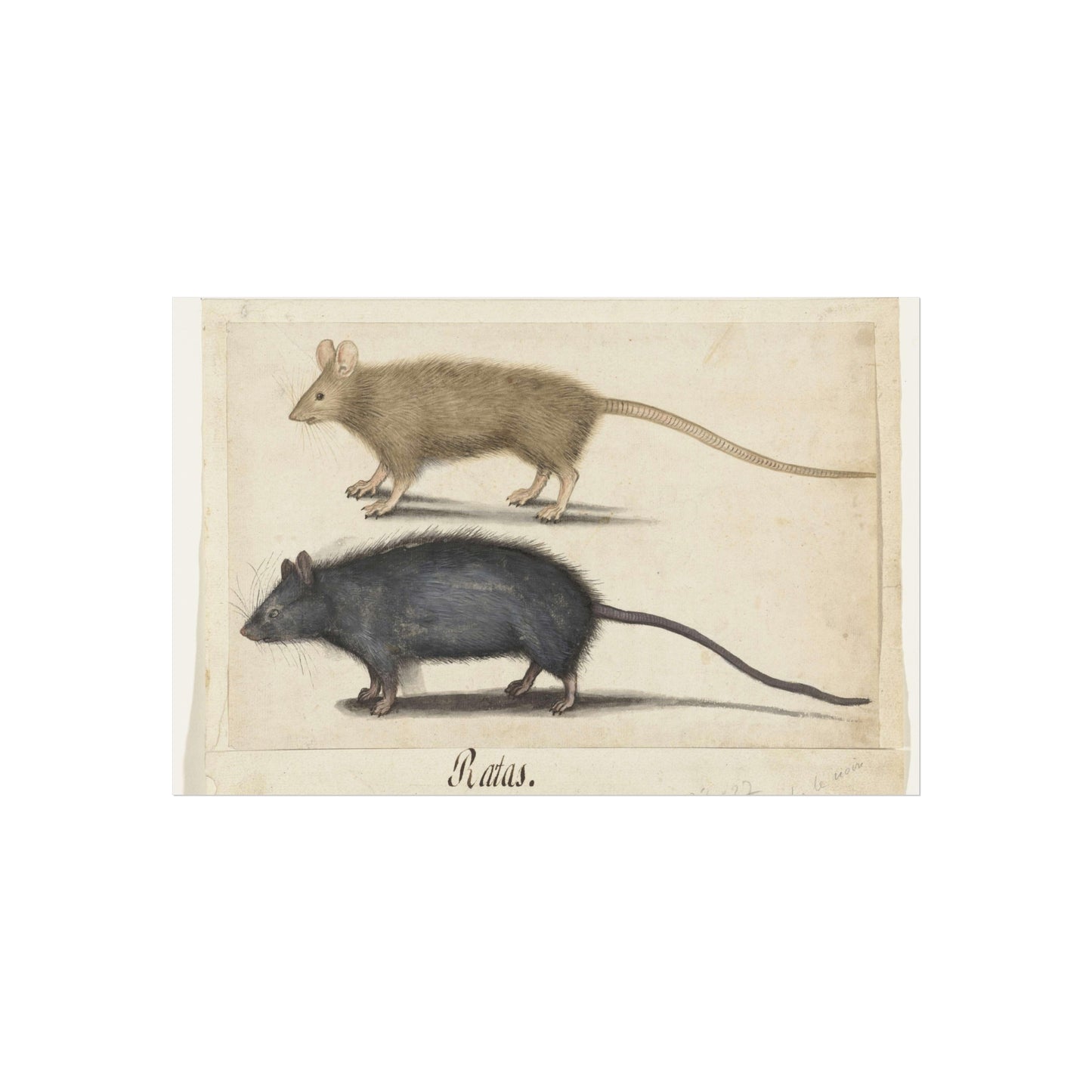 Mouse and Rat