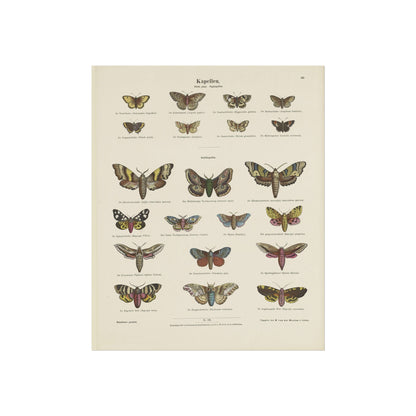 Butterflies / Third Plate. Day Butterflies / Night Butterflies