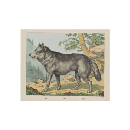 Wolf in a Hill Landscape