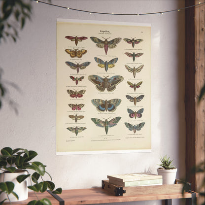 Butterflies / Second Plate. Night Butterflies