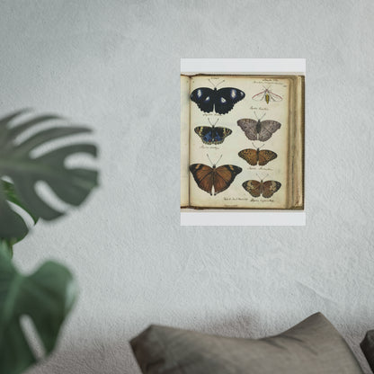 Color Illustration of Seven Javanese Butterflies and Moths