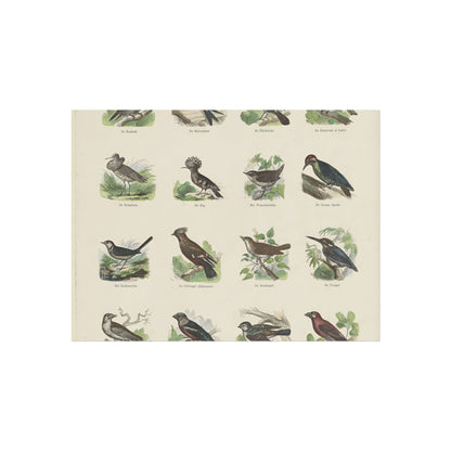 Sheet with 16 Bird Illustrations by Ernst Fröhlich